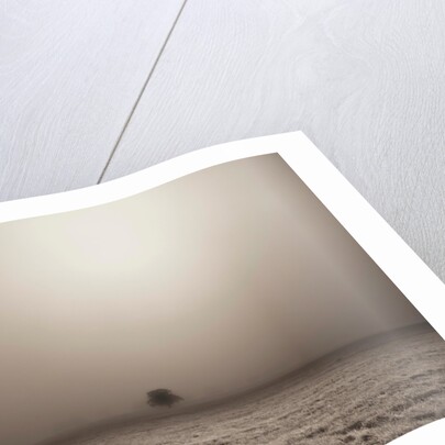 Single Tree in mist and fog by Assaf Frank